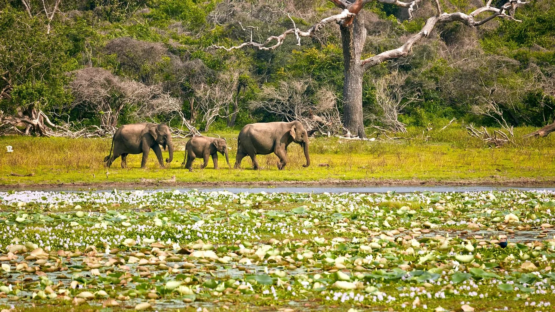 Southern Coast and Yala Safari